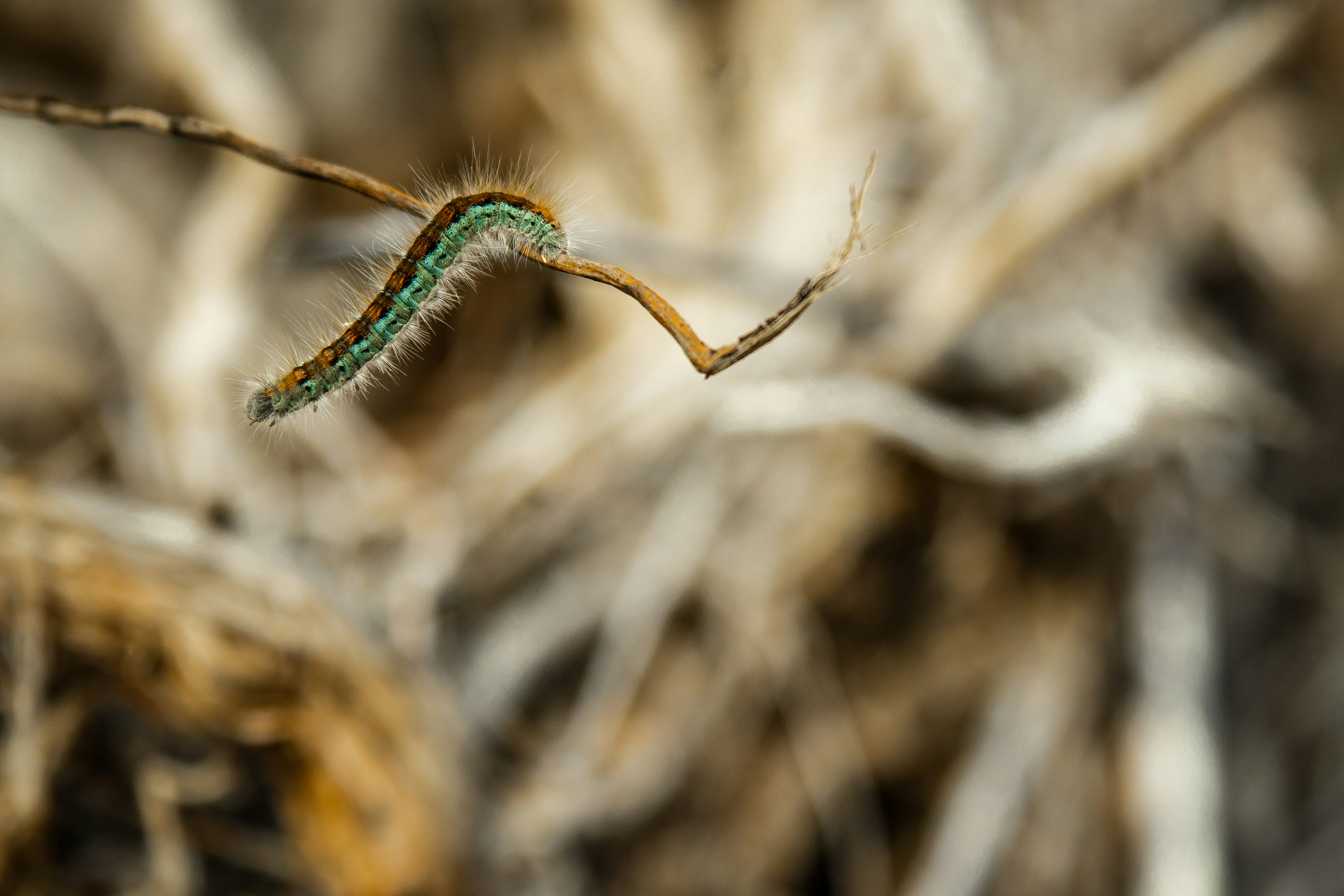 green and brown caterpillar on brown stick